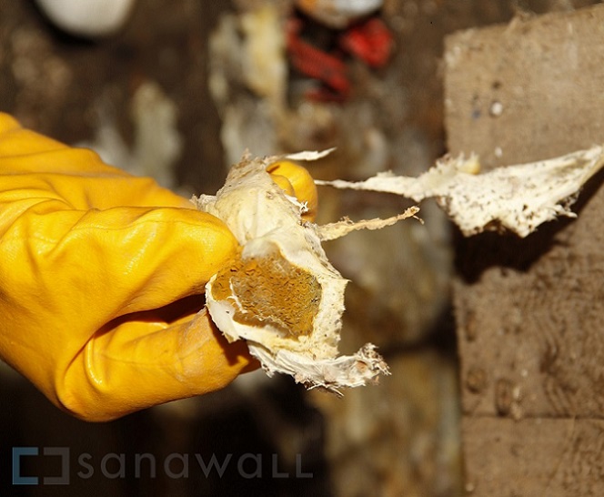 Hausschwamm – Materialproben